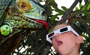 Camp 3d lizard